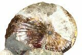Cretaceous Fossil Ammonite (Discoscaphites) Cluster - South Dakota #362048-2